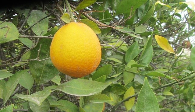baq3