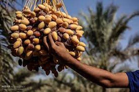 برداشت رطب 1402