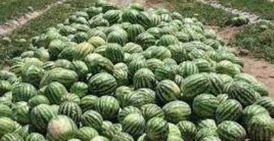 برداشت صیفی 1401