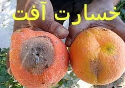 خ میوه انبه