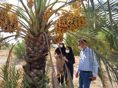 خرطومی عباسی
