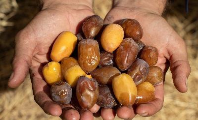 رطب 1400