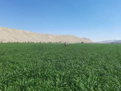 سن گندم 1400