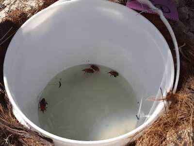 شکار انبوه سرخرطومی