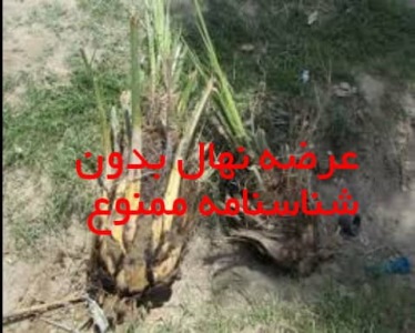 نهال آلوده