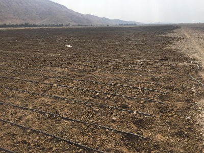 کنجد 99