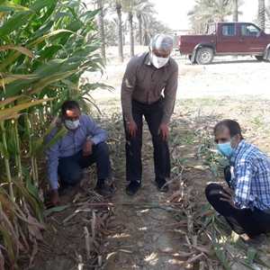 کیل گیری ذرت